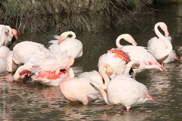 Fototapeta Toilette des flamants