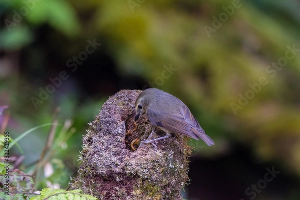 Fototapeta view of a beautiful bird in nature