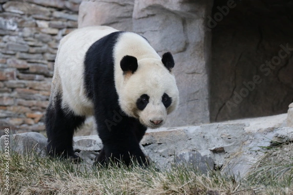 Fototapeta Male Panda, Wu Gang, Wolong Giant Panda Nature Reserve, China