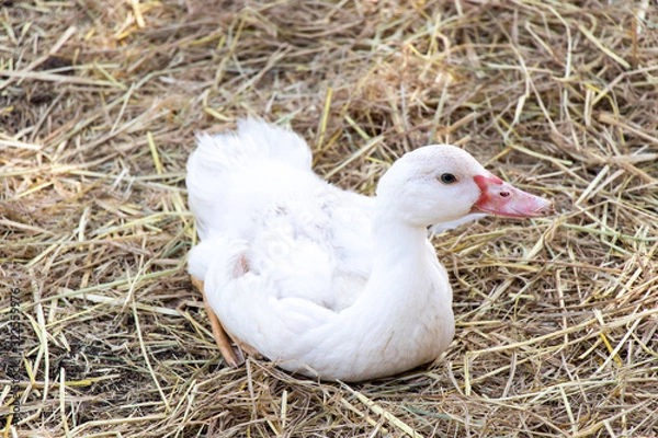 Fototapeta Lying down white duck on straw background