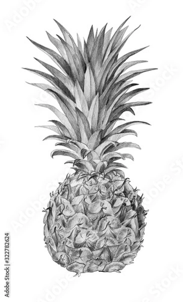 Fototapeta Pencil drawing manual graphics. Hand drawn pineapple isolated on white. Fruit for posters, postcards, design, wallpaper, ornaments, patterns