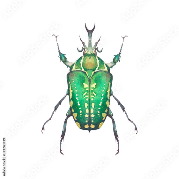 Fototapeta Watercolor green beetle illustration. Hand drawn bug with ornate wings isolated on white background. Natural print design