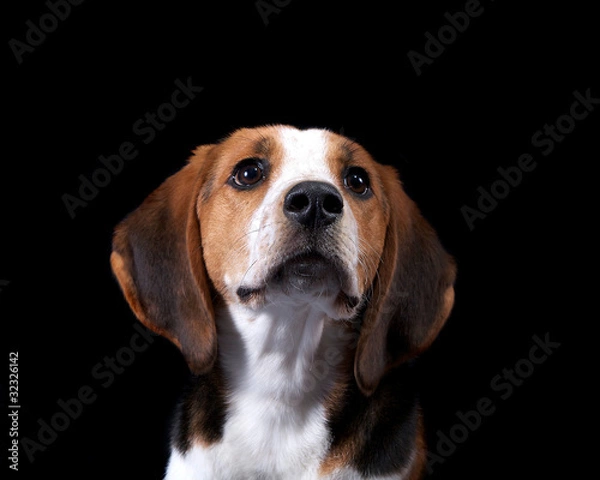 Fototapeta Coon Hound Looking Towards