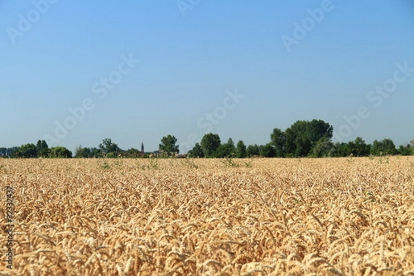 Fototapeta Kornfeld