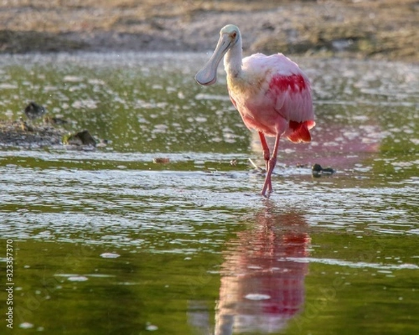 Fototapeta Roseate Spoonbill preening its pink feathers on the beach at Sanibel Island, Florida.