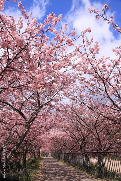 Obraz 川辺の桜のトンネル