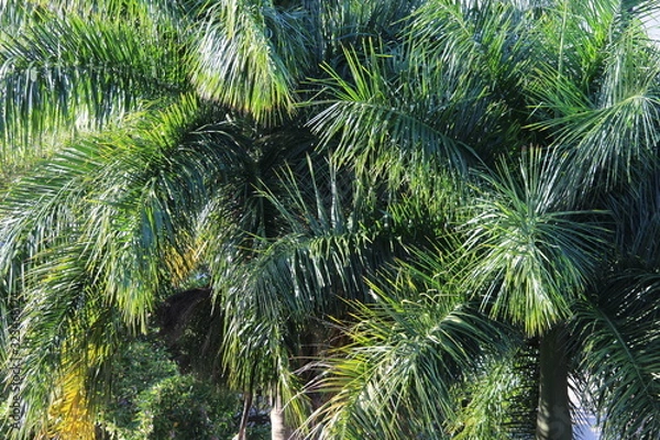 Fototapeta branch of a tree