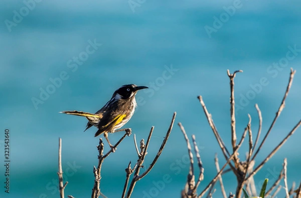 Fototapeta Holland Honeyeater in the bush, Sydney Australia