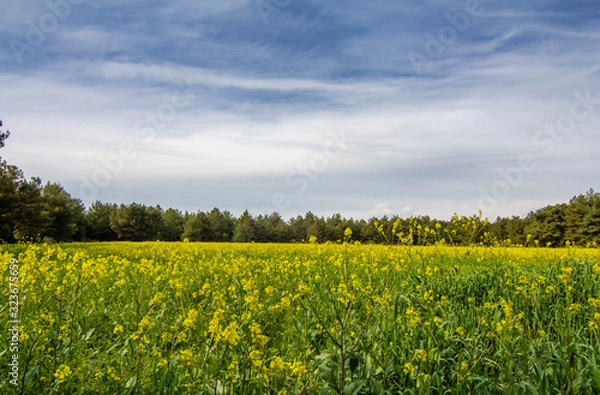 Fototapeta A corn field in spring with beatiful light HDR stock photo