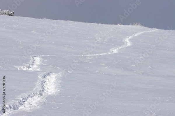 Fototapeta Heavy Snow in the Rockies