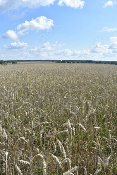 Fototapeta golden wheat field