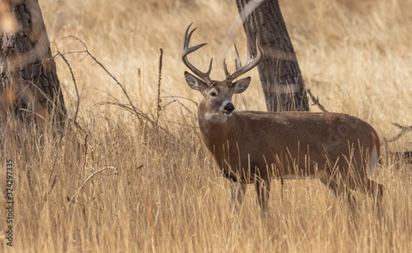 Fototapeta Buck Whitetail Deer in Colorado in the Fall Rut