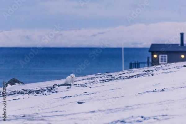 Fototapeta closeup wildlife white polar fox winter in the Arctic Svalbard on a sunny day