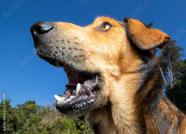 Fototapeta a man fed and plays with a dog