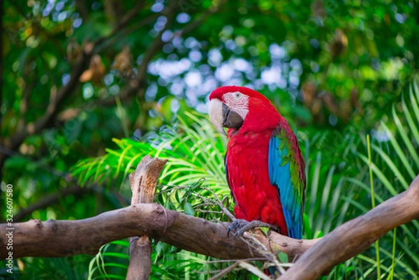 Fototapeta Portrait of colorful Scarlet Macaw parrot against jungle background