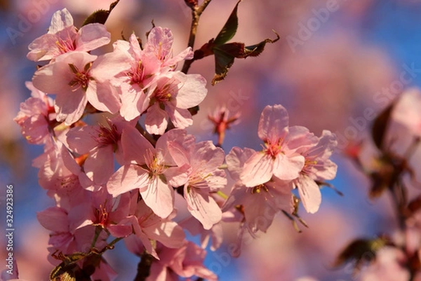 Fototapeta Spring time nature background with blossoming trees. Pink color blooming tree full of flowers in a shallow depth of field blue sky background during sunny day. Close up composition in a soft light.