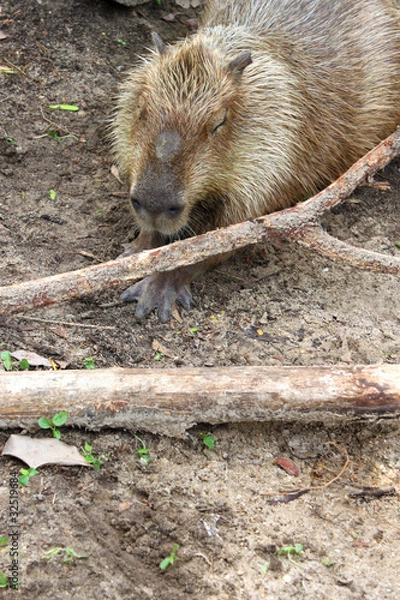 Fototapeta Capybara