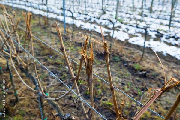 Fototapeta vine plant branch late winter cut trim maintenance vinery