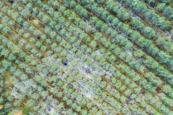 Fototapeta Forest in autumn colors. Colored trees and a meandering blue river. Red, yellow, orange, green deciduous trees in fall. Vaidava, Latvia, Europe