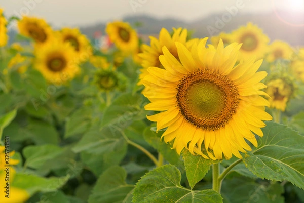 Fototapeta Field of Sunflower blooming in Sunflowers garden