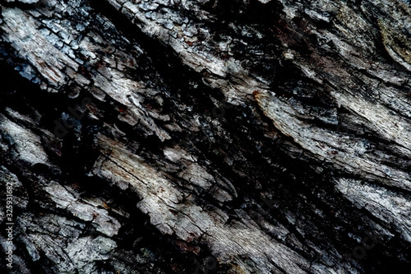 Fototapeta bark of a tree texture