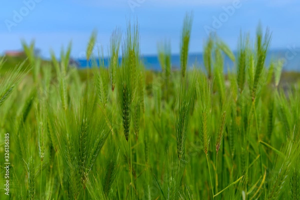 Fototapeta The feather grass