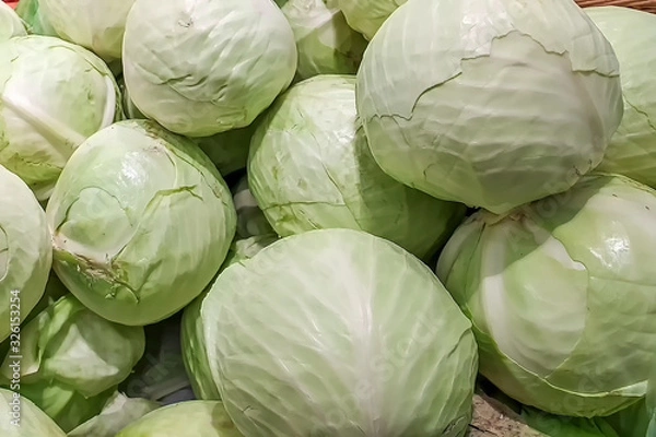 Fototapeta Fresh white cabbage. cabbage background. fresh harvest of cabbage.