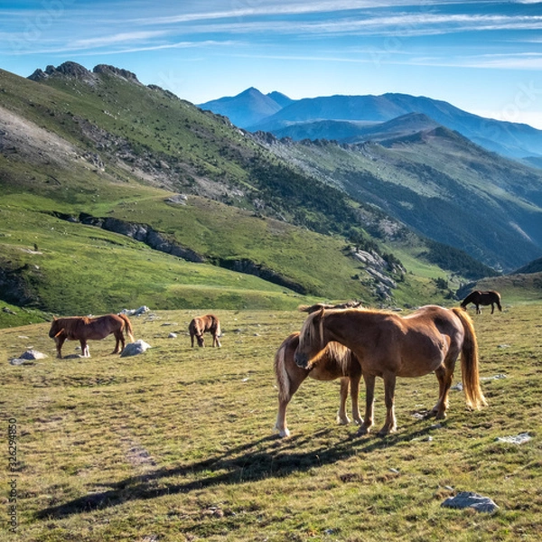 Fototapeta Caballos pastando en la montaña del Costabona (Cataluña, España)