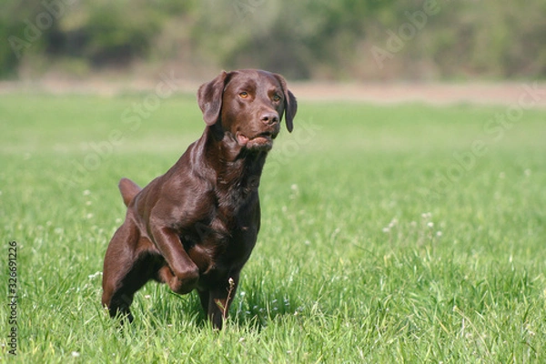 Fototapeta chocolate labrador retriever steht vor auf einer wiese 