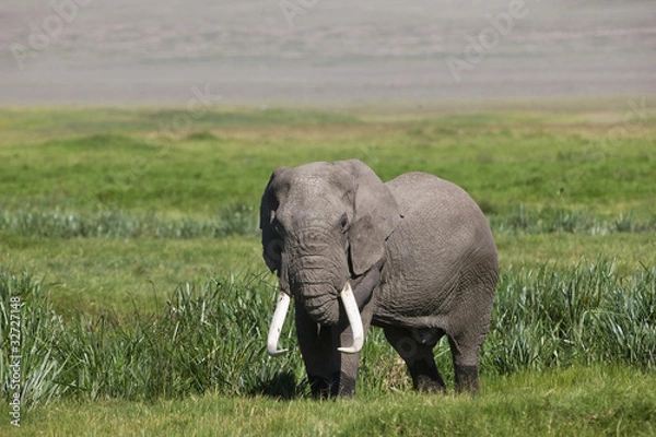 Fototapeta Huge African elephant bull in the Ngorongoro Crater, Tanzania