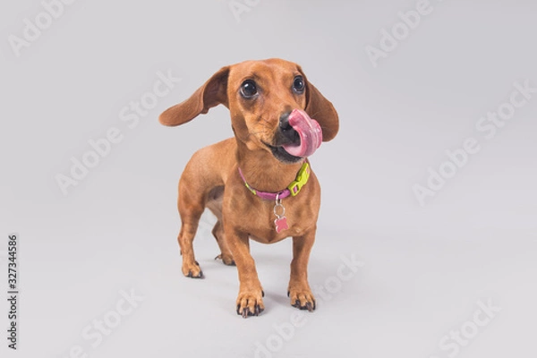 Fototapeta Cute and funny brown wiener dog posing for the camera in a studio