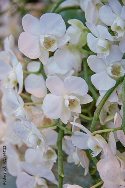 Fototapeta Full frame white Orchid. Symbol of love and tenderness. Floral background.