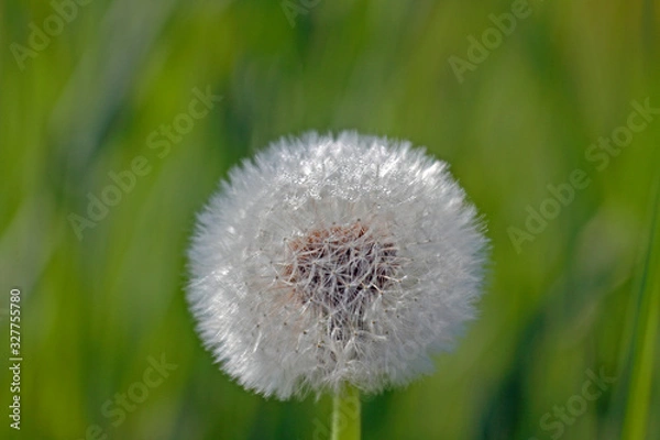 Fototapeta Pusteblume