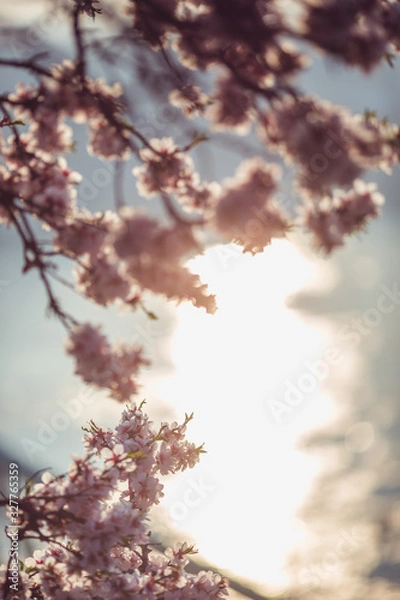 Fototapeta Beautiful almond flowers at sunrise in Budapest, Hungary