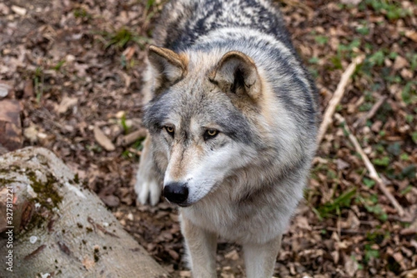 Fototapeta Beautiful Wulf walking and watching 