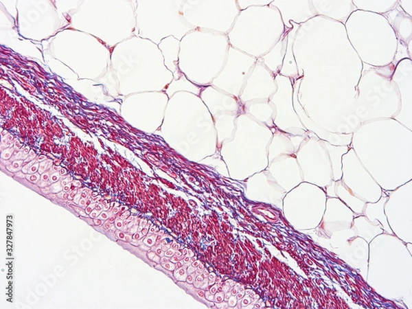 Fototapeta picture of histology human tissue with microscope from laboratory (not Illustration Designation)	