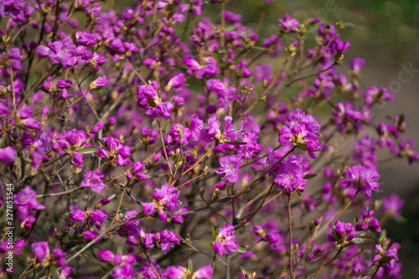 Fototapeta Rhododendron blooms in spring