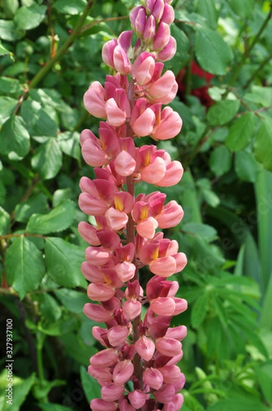 Fototapeta Lupine blooms in the spring garden