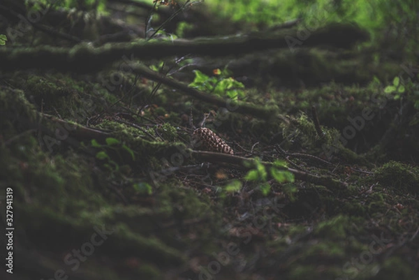 Fototapeta Bellever Woods - Dartmoor National Park - UK