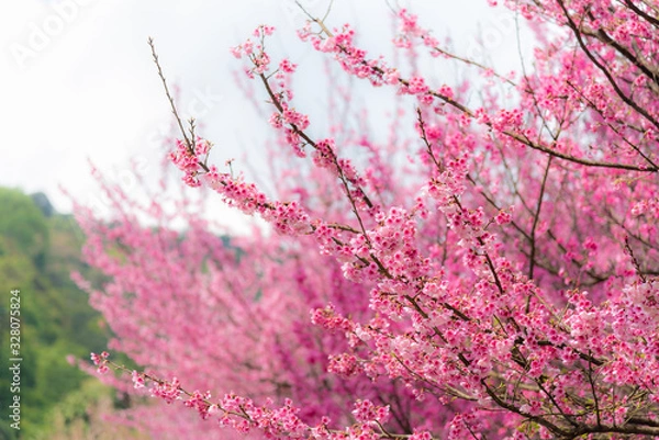 Fototapeta Pink full bloom Japanese cherry blossom or Sakura flowers.