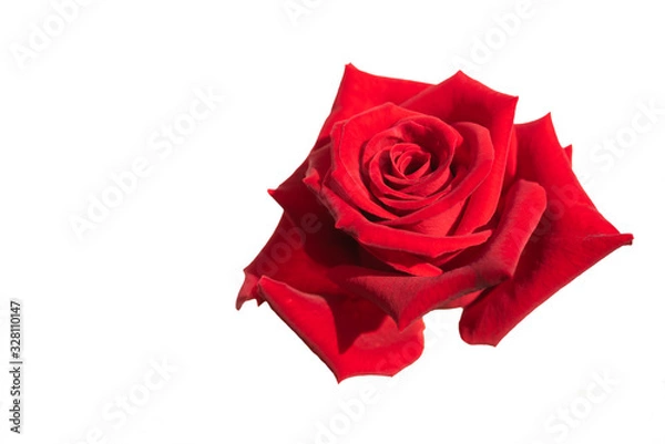 Fototapeta Beautiful red rose flower isolated on white background