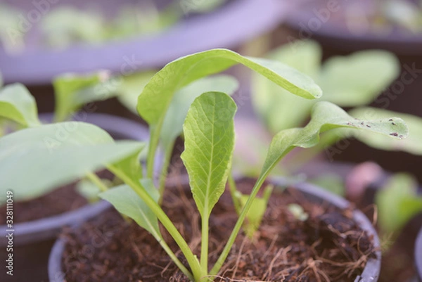 Fototapeta Home plant young Chinese Cabbage-PAI TSAI or Brassica chinensis Jusl var parachinensis (Bailey) on pot over white background,health food and living