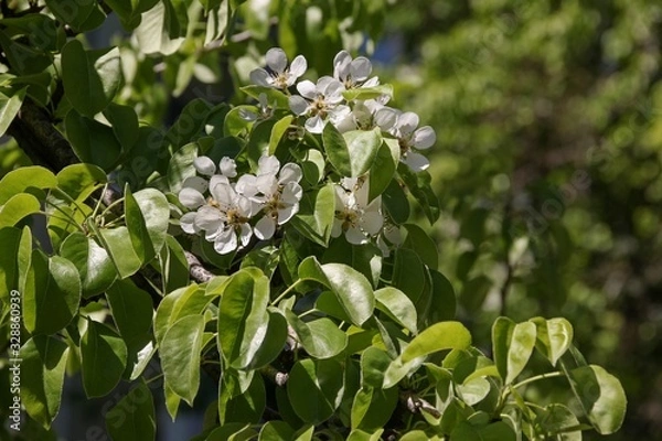 Fototapeta Spring flowering of the pear tree