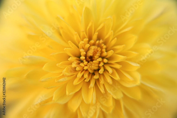 Fototapeta yellow flower close up for background