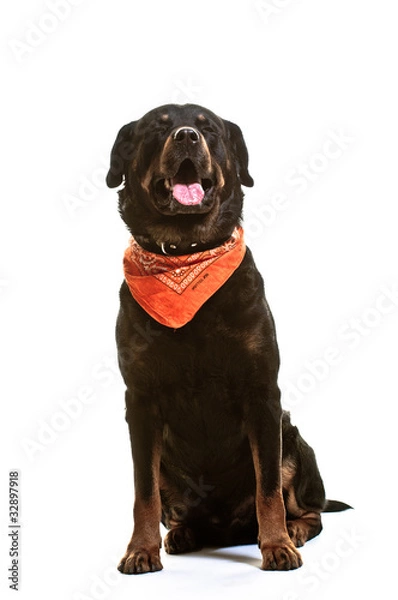 Fototapeta Rottweiler, Hund, Rassehund, Studio, freigestellt, Hintergrund