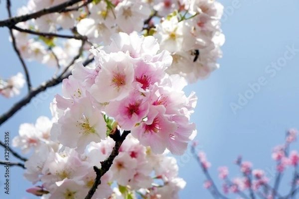 Obraz Beautiful pink and white cherry blossom in spring. Cherry blossoms over blue sky.