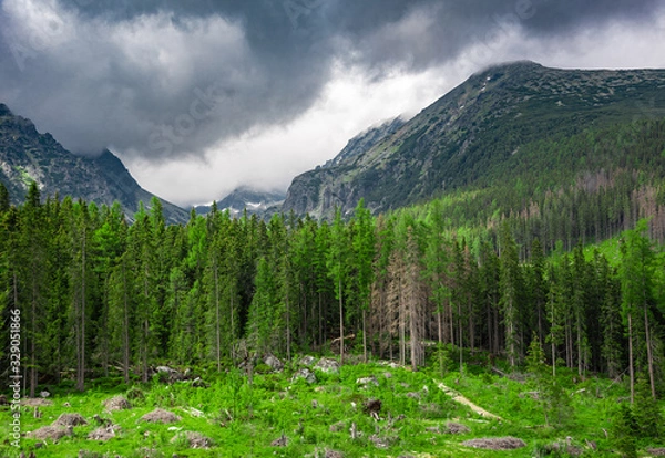 Fototapeta Coniferous forest in the mountains in rainy cloudy weather.