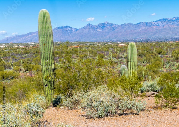 Fototapeta Two saguaro cactus are featured in a desert landscape in Saguaro National park