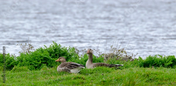 Fototapeta Loire-Atlantique, France: wild geese pose at the lake of great place.