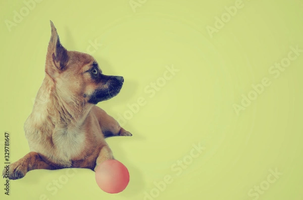 Fototapeta Happy chihuahua dog looking to a side on a yellow background.  Copy space.